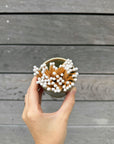 Pottery Match Pot
