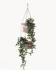 Jhuri Double Hanging Basket-0