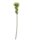 Lush Green Protea Stem | Exotic Floral Elegance