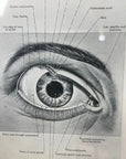 Framed Antique Anatomy Print 1920s Medical Book Plate Wall Art Picture D
