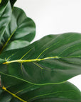 180cm Premium Artificial Fiddle Leaf Fig Tree-3
