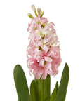 Luxury Pink Hyacinth Stem | Elegant Floral Decor