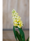 Bright Yellow Hyacinth Stems | Fresh Floral Elegance