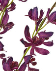 Vibrant Purple Cymbidium Spray | Elegant Floral Decor