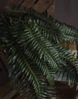 Lifelike artificial fern bunch with cascading green foliage, UV-resistant plastic fronds, and natural movement - 60cm tall by sostter at brixbailey.com
