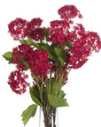 Vibrant Red Viburnum | Stunning Autumn Blooms