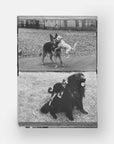 DogsDogs by Elliott Erwitt