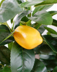 120cm Premium Artificial Lemon Tree-2