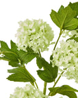 Vibrant Green Snowball Viburnum | Fresh Floral Decor
