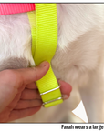 Nylon Colour Block Harness - Pink, Orange & Yellow