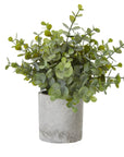 Petite Eucalyptus Plant in Grey Pot