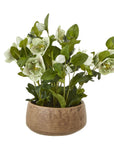Green Hellebore in Taupe Ceramic Pot Indoor Plant