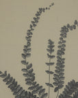 Botanical Spleenwort Art | Linen & Beaded Frame | Flora & Fauna