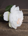 Lifelike white artificial Austin rose with blush center, realistic plastic petals and foliage, 25-inch stem for elegant decor by sostter at brixbailey.com