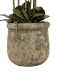 Luxury White Orchid in Vintage Stone Planter | Elegant Home Decor