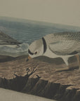 Charming Plovers on Linen Art | Beaded Frame Flora & Fauna