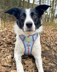 Eden's Orchard - Supaw Strong™ Dog Harness (XS-XL)