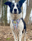 Eden's Orchard - Leather Dog Lead