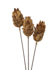 Elegant Dried Protea Bouquet | Long-Lasting Beauty