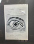 Framed Antique Anatomy Print 1920s Medical Book Plate Wall Art Picture D