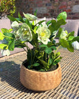 Green Hellebore in Taupe Ceramic Pot Indoor Plant