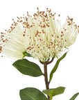 Premium Cream Protea Nitida Stem | Exotic Floral Elegance