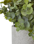 Petite Eucalyptus Plant in Grey Pot