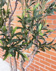 250cm XXL Olive Tree-2