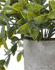 Small Faux Boxwood Plant in Grey Pot