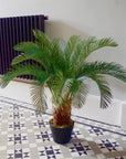 Palm Tree Artificial Cycas 80cm-1