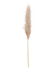 Natural butter-colored pampas grass stems, 43 inches tall, with soft feathery plumes for home décor by RoomLondon at brixbailey.com