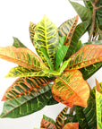 Artificial Tree Codiaeum Tropical Large-1