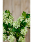 Vibrant Green Snowball Viburnum | Fresh Floral Decor