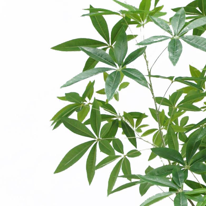 artificial money tree plant 180cm Artificial Money Tree Pachira Plant – Brix + Bailey