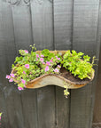 Wall Planters / Cattle Feeder / Hanging Basket / Herb Planter / Plant Pot