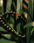 Fire Bracelet