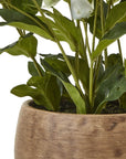 Green Hellebore in Taupe Ceramic Pot Indoor Plant
