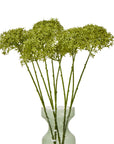 Lush Green Crown Hydrangea Stem | Fresh Floral Decor