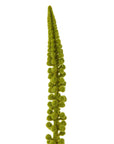 Fresh Green Eremurus Stem | Vibrant Floral Decor