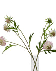 Pale Pink Scabious Stem