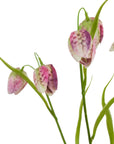 Purple Fritillaria Stem Floral Display