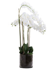 Tall White Orchid in Glass Vase for Home Decor