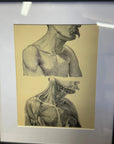 Victorian Anatomy Engraving – Antique Medical Print O