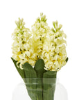 Bright Yellow Hyacinth Stems | Fresh Floral Elegance