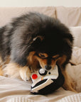 Instant Camera dog enrichment toy