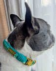 Make Your Own Dog Collar Craft Kit - MINT