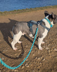 Make Your Own Dog Lead Craft Kit - MINT