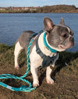 Make Your Own Dog Lead Craft Kit - MINT