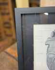 Framed Antique Anatomy Print 1920s Medical Book Plate Wall Art Picture T