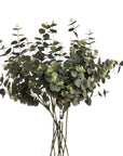 Lifelike 70cm artificial eucalyptus spray with silver-green leaves, perfect for rustic or modern home decor. by sostter at brixbailey.com